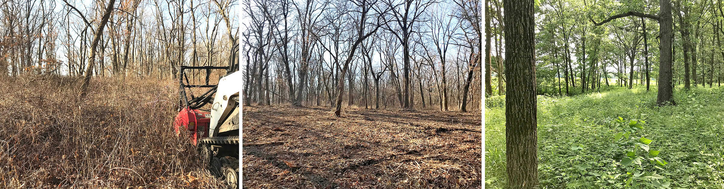 Fall is a good time to tackle invasives