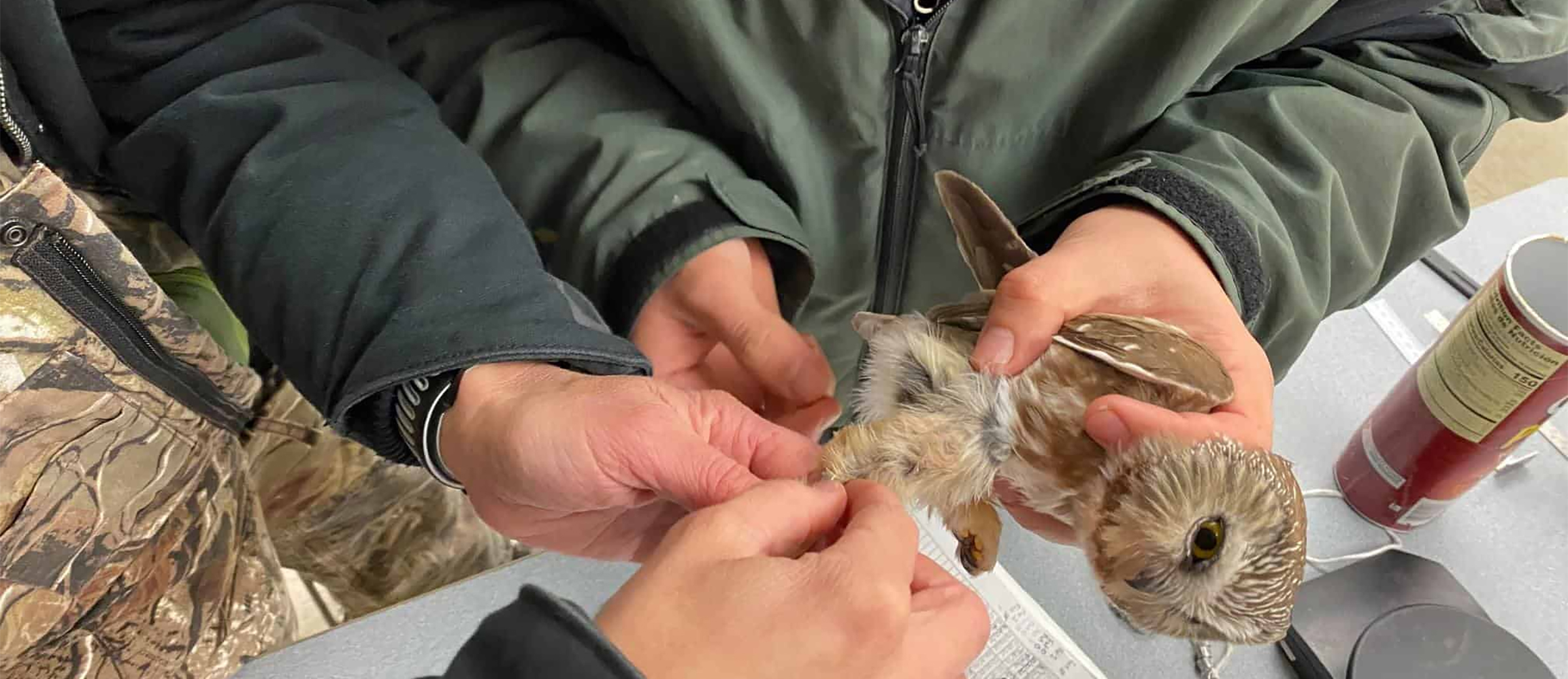 Naturalist-in-Residence Program