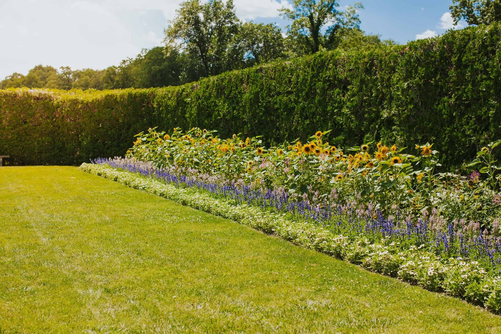 annual garden