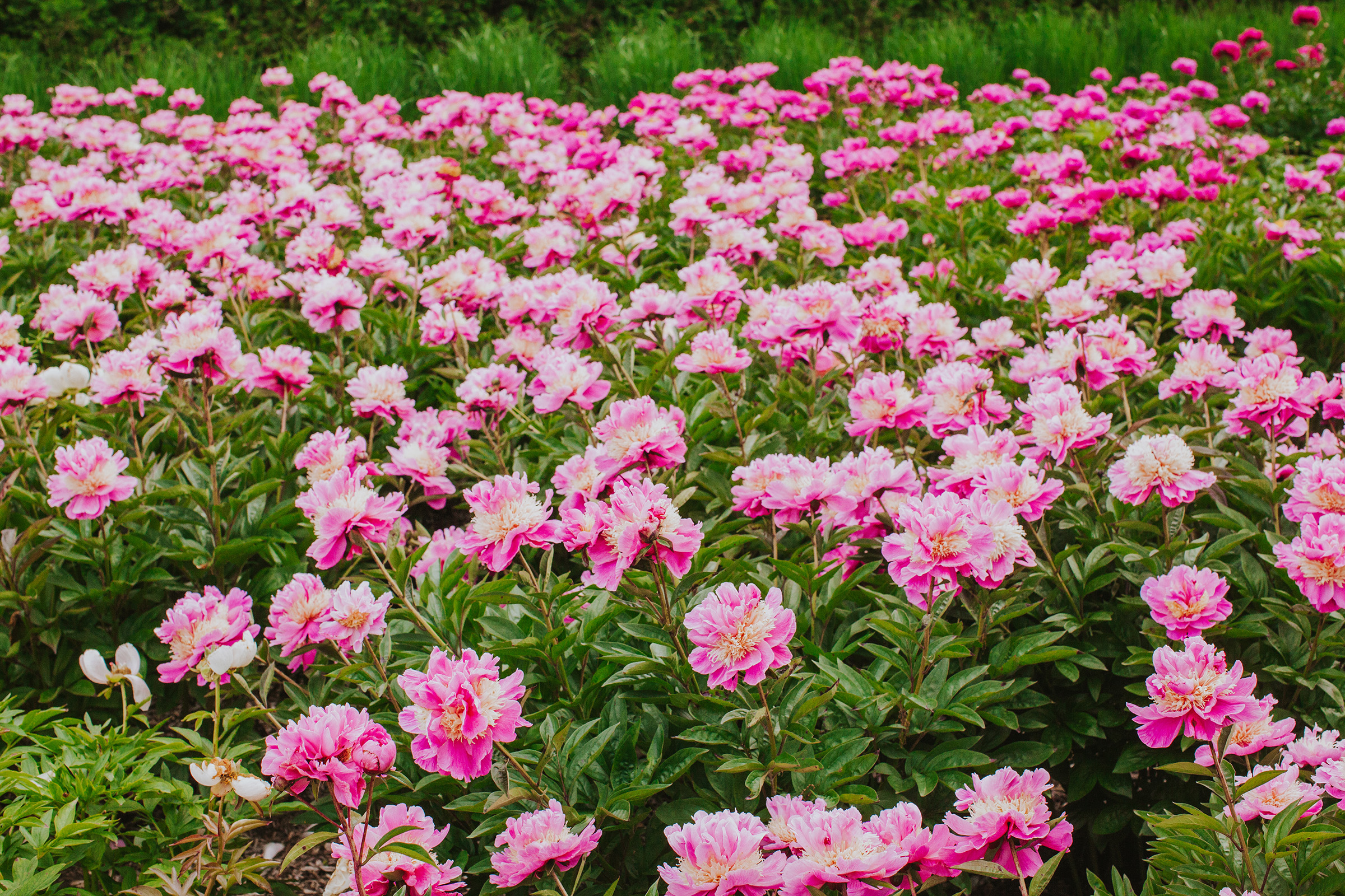 peony 8