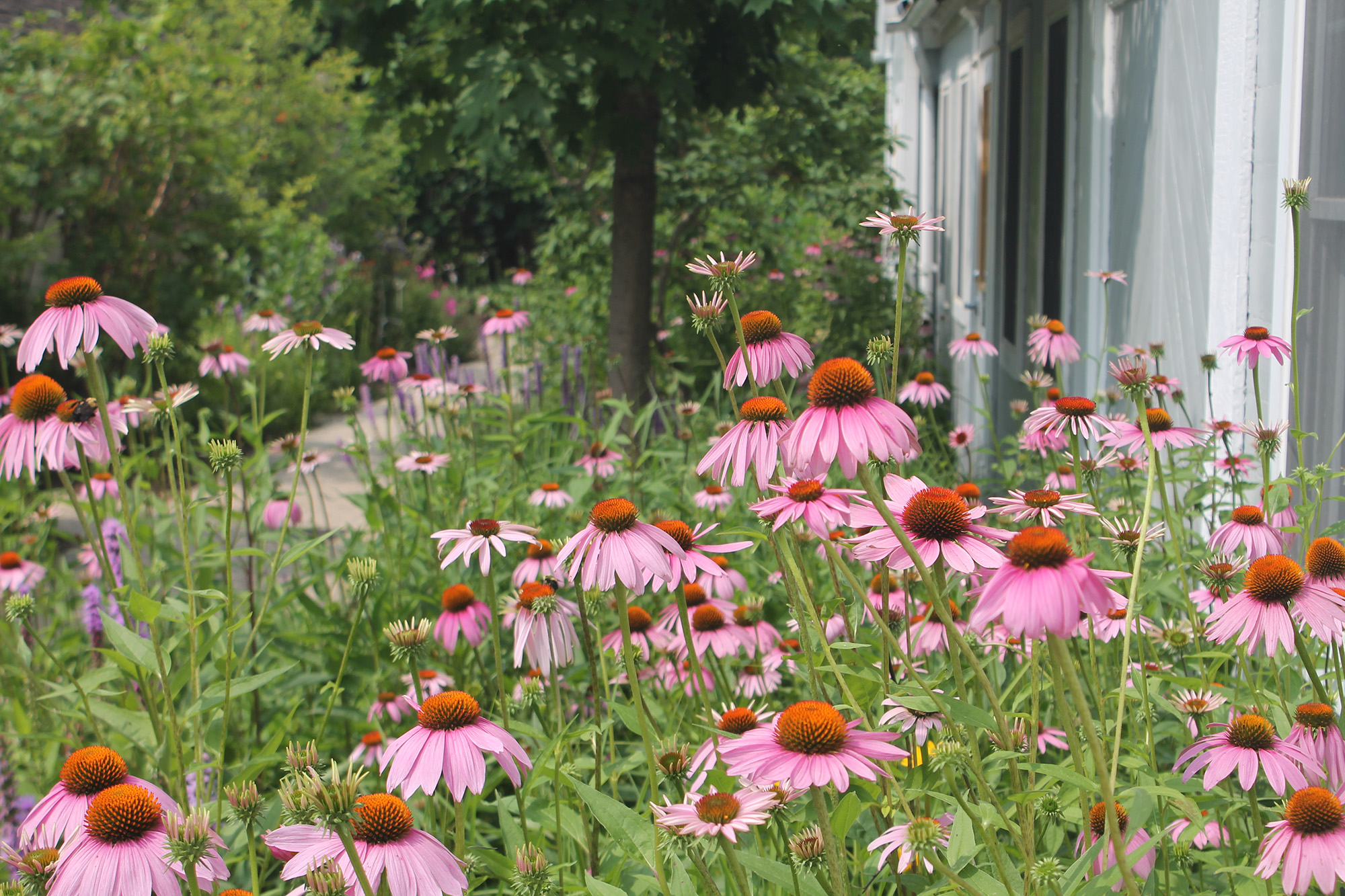 Welcome Garden